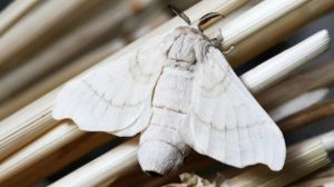 What does it mean when a moth visits you?