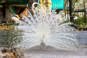 Is seeing a peacock good luck?