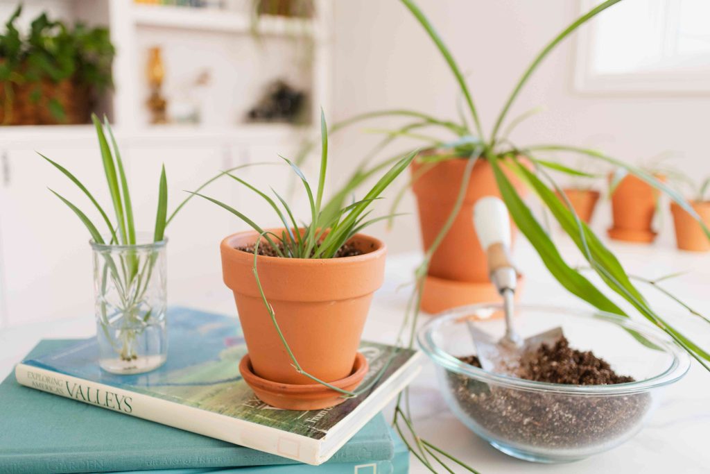 Should I Remove Flowers From Spider Plant?