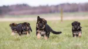 What to Know Before Bringing Home a Purebred German Shepherd Puppy